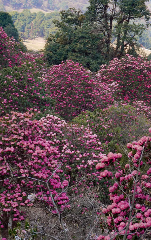 Chopta Chandrashila 3 Day Trek